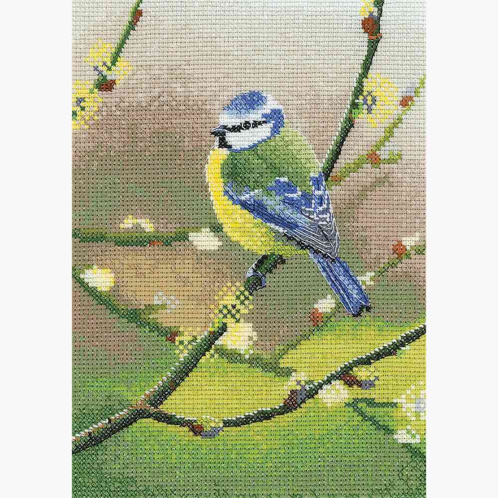 Blue Tit