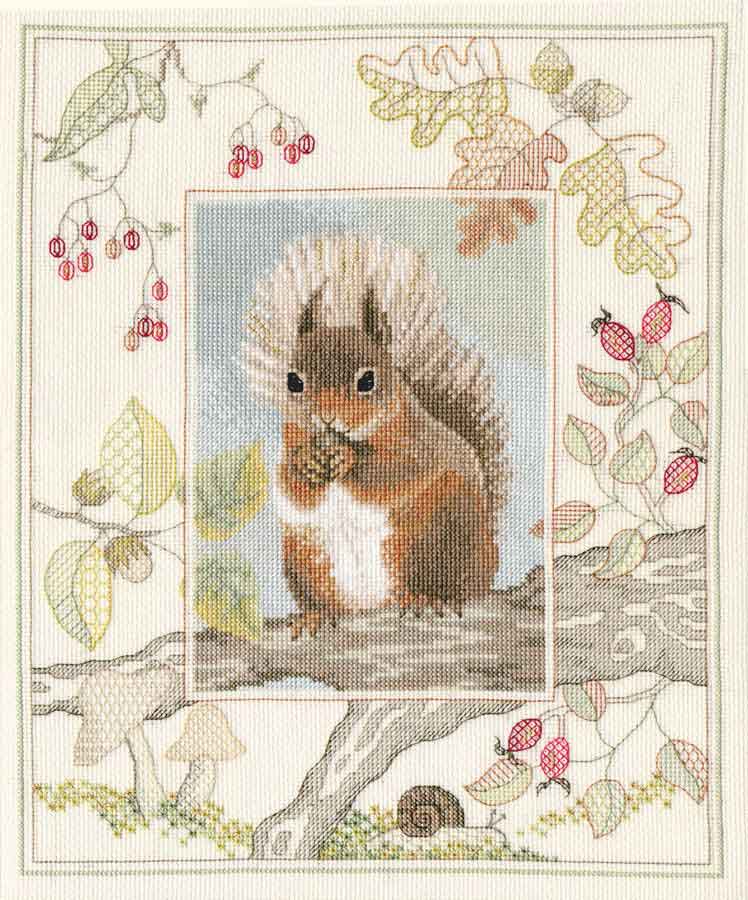 Red Squirrel