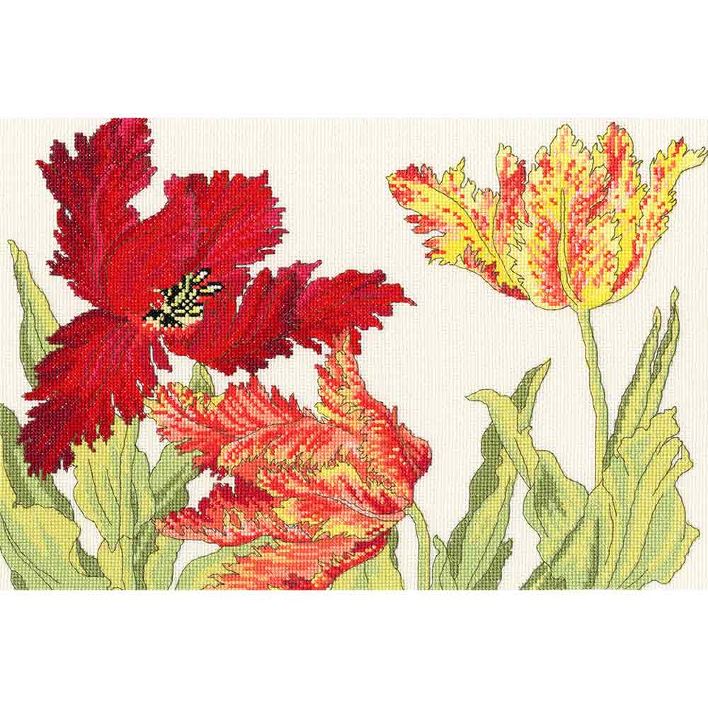 Tulip Blooms