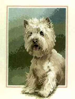 Westie