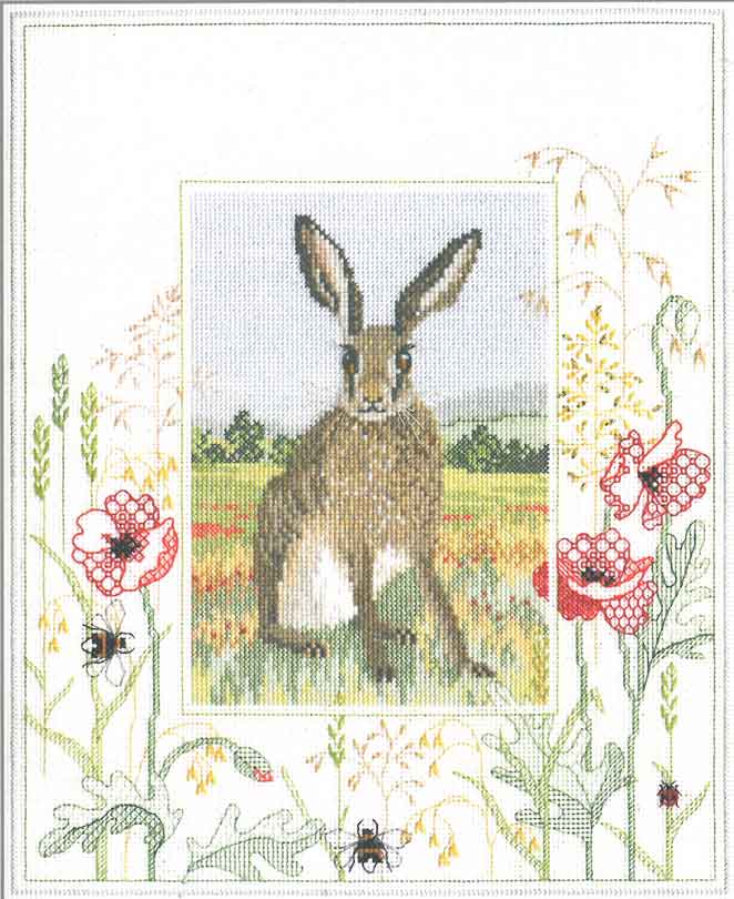 Wildlife - Hare
