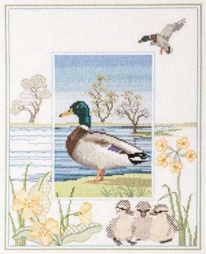 Wildlife - Mallard